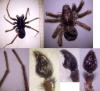 Pardosa purbeckensis